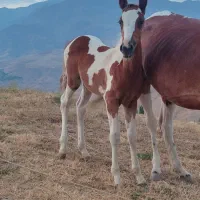 کره اسب 8ماهه