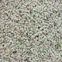 فروش عدس درجه یک