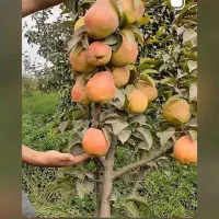 درخت و درختچه