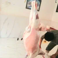 ویژه مناسبتهاعقیقه قربانی حجاج گوسفند زنده پلاکدار