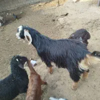 کهرنر
