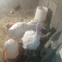 بوقلمون 2عدد