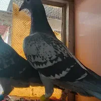 کفتر