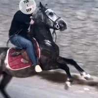 اسب|اسب و تجهیزات اسبسواری|ارومیه, |دیوار