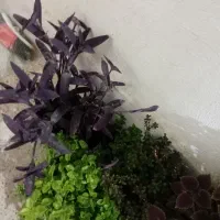 ۸تا گل با گلدون