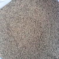 عدس|خوردنی و آشامیدنی|کرانی, |دیوار