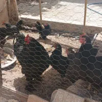 مرغ خروس سیاه مرندی