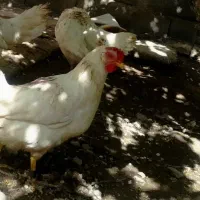 ۴ عدد مرغ سفید تخم گزارش