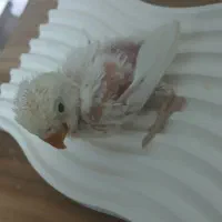 جوجه کوتوله سرلاکی