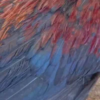خروس بلک استار
