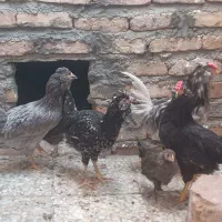 جوجه گلین طوسی