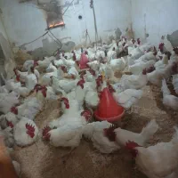 پرکن مرغ بوقلمون اردک غاز
