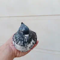 کبوتر دم سفیدخرم آباد شهرک حکمت