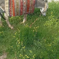 خر جوان خوب سواری عالی گله ای