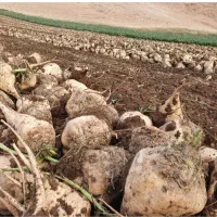 مقدار-هزار-متر-زمین-حاشیه-جاده-سرچشمه-با-امتیازا