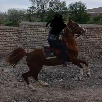 اسب نریون