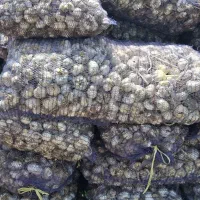 سیر