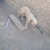 ماده سگ|سگ|چهاردولی, |دیوار