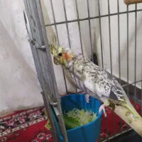 عروس هلندی ماده