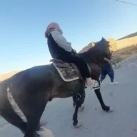 اسب