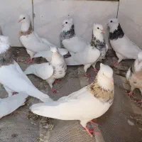طوقی|پرنده|سبزوار, توحیدشهر|دیوار