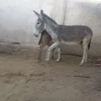 فروش الاغ گله ای خر گله ای