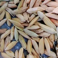 شلتوک نورا بذری