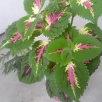 گل شاداب|گل و گیاه طبیعی|عجب شیر, |دیوار