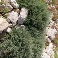 آویشن درجه یک
