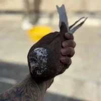 ۶ عدد کبوتر غریبگیری