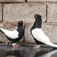 جفت سینه سیاه عتیغه پرنده کفترچشم نوک صدفی