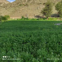 فروش یونجه چین دوم عکس مربوط به چین اوله