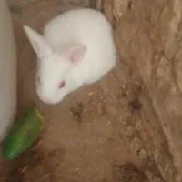 خرگوش چشم قرمز