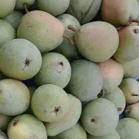 اجاره-میوه