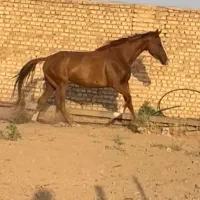 مادیان چهارساله