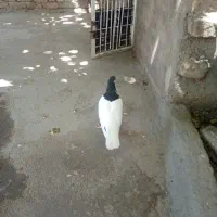 کبوتر خال سیاه ماده ساده سیاه نر