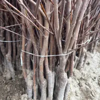 نهال|گل و گیاه طبیعی|میاندوآب, |دیوار