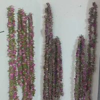 گل محمدی خشک شده