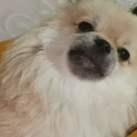 پامر خرسی7ماهه