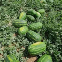 فروش هندوانه بیضی و گرد درجه یک