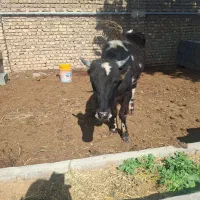 فروش گوساله نر چاق ولاغر