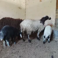 میش و بره