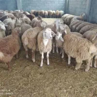 گوسفند زنده دشتی پرواری