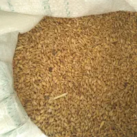 فروش گندم امسال .