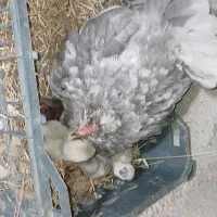 جوجه نصف به نصف بوقلمون برهما تخم نطفه دار