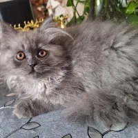 واگذاری گربه بریتیش