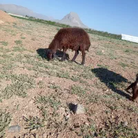 بره ژندار قزل لخت 7ماهه