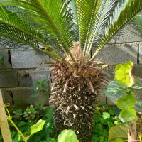 گل سیکاس|گل و گیاه طبیعی|چالوس, |دیوار