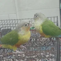 گرینچیک و کوتوله
