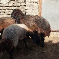 میش چاق و بره دار